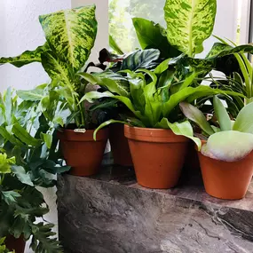 Zimmerpflanzen bei Na'Bloom