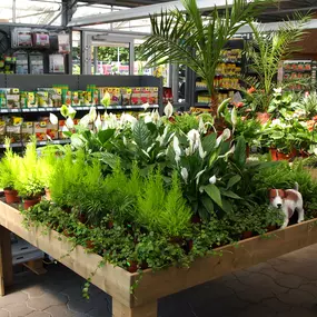 Bild von Pflanzencenter Dill