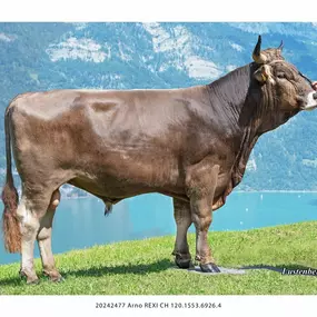 Bild von Schweizer Original Braunvieh Zuchtbetrieb Quarten