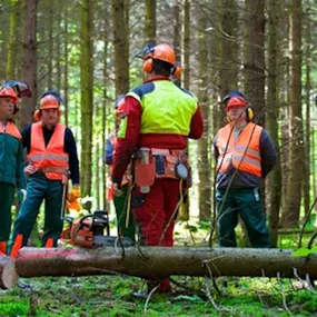 Bild von KoBi Forest-Marketing Inh. Jörg Koch e.K.