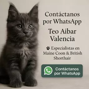 305395337-2-z7g3GoPuyy1749901548617.jpeg