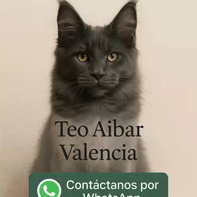 305395337-2-z7g3GoPuyy1749901554486.jpeg