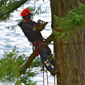 Francisco's Diaz Landscaping & Tree Service