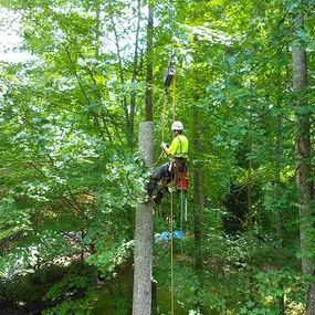 Francisco's Diaz Landscaping & Tree Service