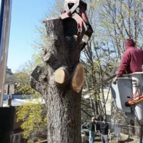 Francisco's Diaz Landscaping & Tree Service