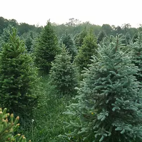 Bild von Budget Tree Service