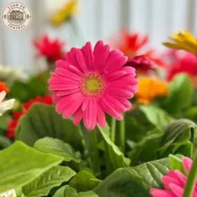 Farm On Central in Carlisle, Ohio, offers lovely potted flowers.