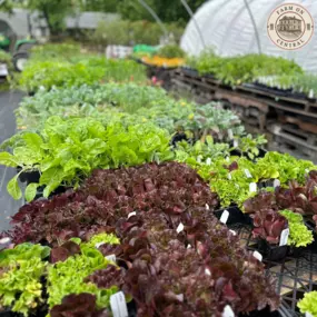 Farm On Central supplies you with herbs and veggies for home gardening.