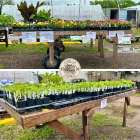 Farm On Central offers a wide variety of herbs!