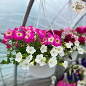 Hanging baskets of flowers are beautiful at Farm On Central.