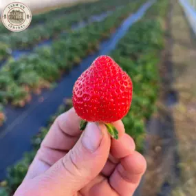 Strawberry picking right at Farm On Central is always a hit.