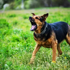 If you have been injured by a dog, seeking compensation for medical treatment, pain and suffering, and other related damages Law Bear can match and connect you with an attorney to help you navigate your legal options.