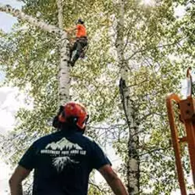 Bild von Northwest Tree Care LLC