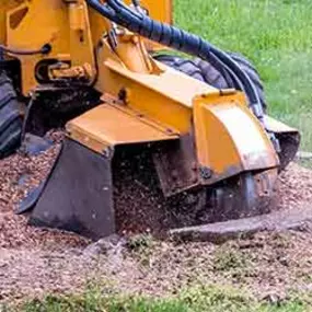 Bild von Northwest Tree Care LLC