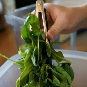 Bild von Fresh Monkee - La Costa