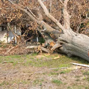 Bild von Huffstetler Tree & Lawn Services Inc.