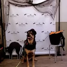 Bild von Westfield Veterinary Group