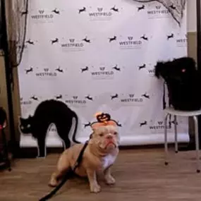 Bild von Westfield Veterinary Group