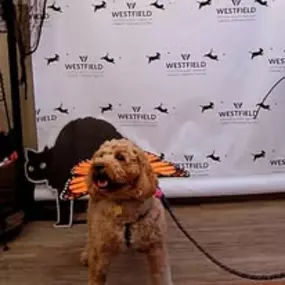 Bild von Westfield Veterinary Group