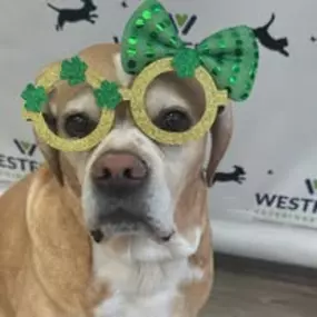 Bild von Westfield Veterinary Group