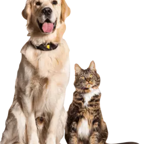 Bild von South Towne Veterinary Hospital