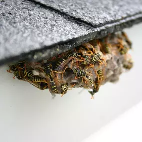Bild von Stokes Mosquito and Pest Services