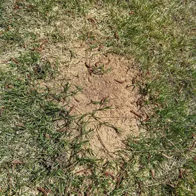 Bild von Stokes Mosquito and Pest Services