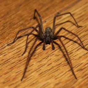 Bild von Stokes Mosquito and Pest Services