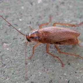 Bild von Stokes Mosquito and Pest Services