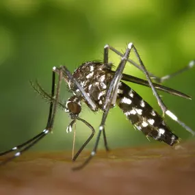 Bild von Stokes Mosquito and Pest Services