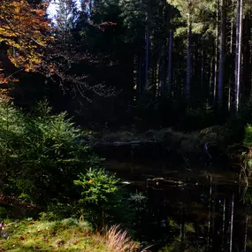 Bild von Holz und Wald Zertifizierungsgesellschaft mbH (HW-Zert GmbH)