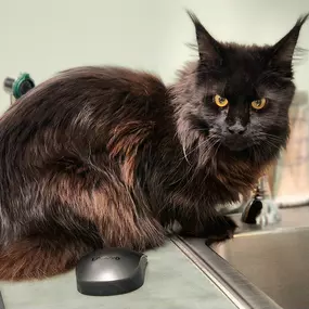 Bild von Companion Animal Hospital of Selinsgrove