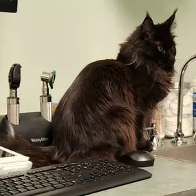 Bild von Companion Animal Hospital of Selinsgrove