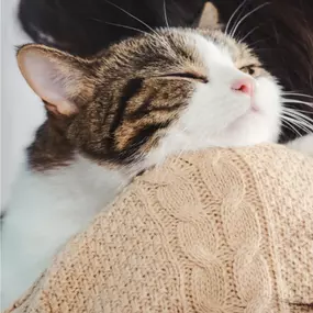 Bild von Companion Animal Hospital of Selinsgrove