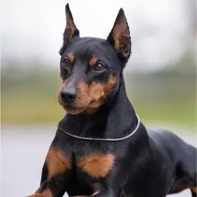 Bild von Companion Animal Hospital of Selinsgrove