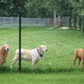 Bild von Woodbine Hill Kennel