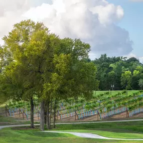 3-acres of vineyards with Crimson Cabernet and Chardonel grapes
