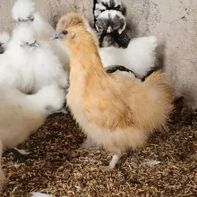Bild von Willow Farm Poultry