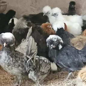 Bild von Willow Farm Poultry