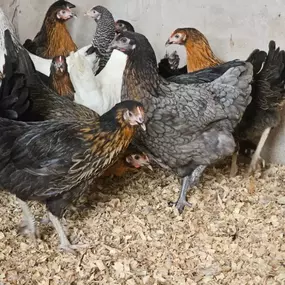 Bild von Willow Farm Poultry