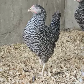 Bild von Willow Farm Poultry