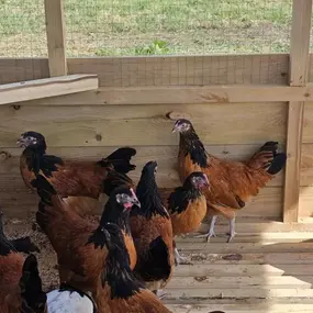 Bild von Willow Farm Poultry