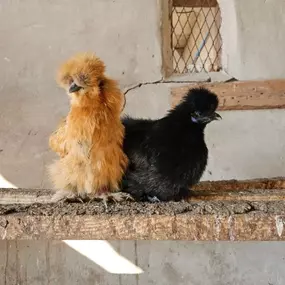 Bild von Willow Farm Poultry