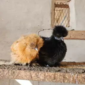 Bild von Willow Farm Poultry