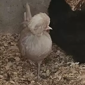 Bild von Willow Farm Poultry