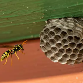 Bild von Solve Pest Pros