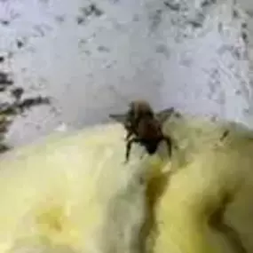 Bild von Platoon Pest Control