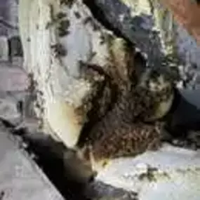 Bild von Platoon Pest Control