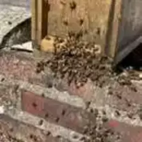 Bild von Platoon Pest Control