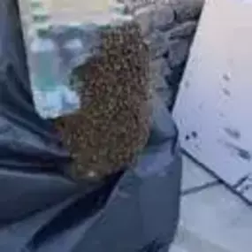 Bild von Platoon Pest Control